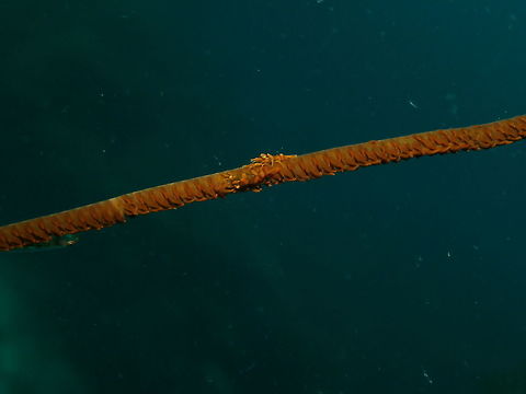 Zanzibar Whip Coral Shrimp Seen in Cabilao, Philippines (2012). Photo by Mark Bockstael (my husband).
Tiny! only grow up to 1.5cm. They have a prominent pointed projection on hump of carapace. Tint of translucent body and broad bands match black coral hosts Cirrhipathes sp (which in spite of the name, are red). These shrimps are most often seen in pairs, and females are twice as large as males. Habitat: Indo Pacific, Australia, New Caledonia, Japan.
http://reefguide.org/pixhtml/dasycariszanzibarica1.html Dasycaris zanzibarica,Dasycaris_zanzibarica,Fall,Geotagged,Philippines