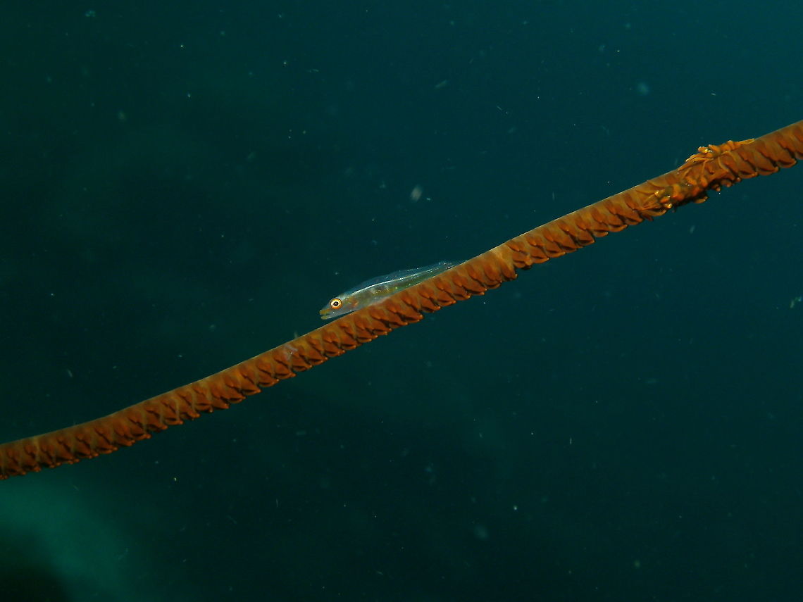 Whip Coral goby Seen in Cabilao, Philippines (2012). Photo by Mark Bockstael (my husband).<br />
These gobies can grow up to 3.5 cm long (is twice as large as the whip coral shrimps: notice them in the right side of the fish). Translucent upper body and brownish lower body, usually with a few diffuse bars. Found in the wire coral Cirrhipathes anguina. Indo-Pacific. Bryaninops yongei,Fall,Geotagged,Philippines,Whip coral goby
