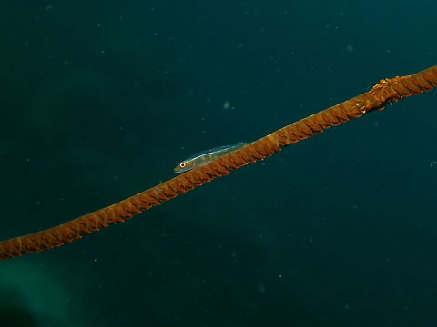 Whip Coral goby Seen in Cabilao, Philippines (2012). Photo by Mark Bockstael (my husband).
These gobies can grow up to 3.5 cm long (is twice as large as the whip coral shrimps: notice them in the right side of the fish). Translucent upper body and brownish lower body, usually with a few diffuse bars. Found in the wire coral Cirrhipathes anguina. Indo-Pacific. Bryaninops yongei,Fall,Geotagged,Philippines,Whip coral goby