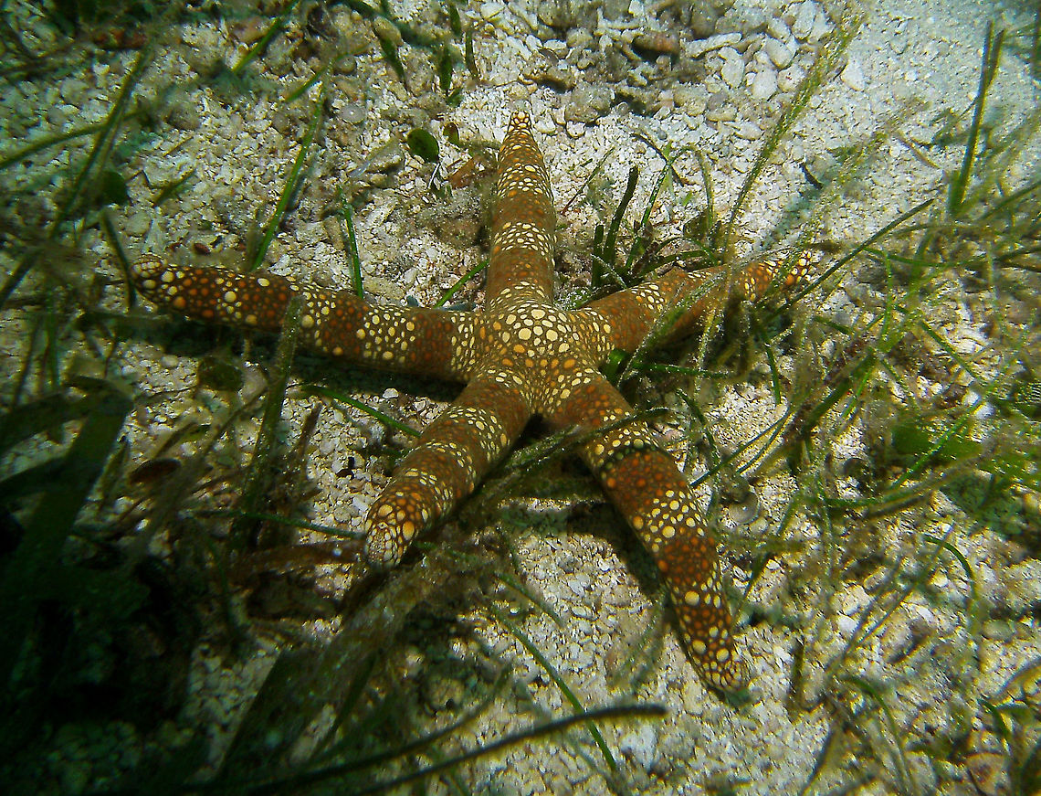 Warty mesh sea star  Seen in Cabilao, Philippines (2012). Photo by Mark Bockstael (my husband).<br />
A sea star (Ophidiasteridae) to 15 cm (6 in.) in size. Five cilindrical arms. Whitish undercolor with tan banding superimposed by a net pattern. White central rosette formed by outlined tubercles.<br />
Habitat: West Pacific from Philippines to Loyalty Islands, also Japan. Nardoa tuberculata
