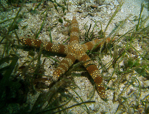 Warty mesh sea star  Seen in Cabilao, Philippines (2012). Photo by Mark Bockstael (my husband).
A sea star (Ophidiasteridae) to 15 cm (6 in.) in size. Five cilindrical arms. Whitish undercolor with tan banding superimposed by a net pattern. White central rosette formed by outlined tubercles.
Habitat: West Pacific from Philippines to Loyalty Islands, also Japan. Nardoa tuberculata
