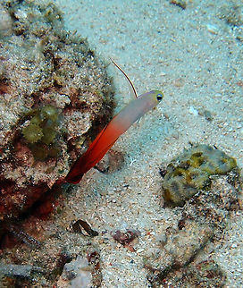 Fire Dartfish Seen in Cabilao, Philippines (2012). It grows to 8 cm. Yellow head, white front body gradating to reddish brown rear body. Dark brown tail. Very long first dorsal fin. Solitary or in pairs. Hovers above burrows on patches of sand and nibble on outer reef slopes in 6-60m depth. Indo-Pacific. Fall,Geotagged,Nemateleotris magnifica,Philippines