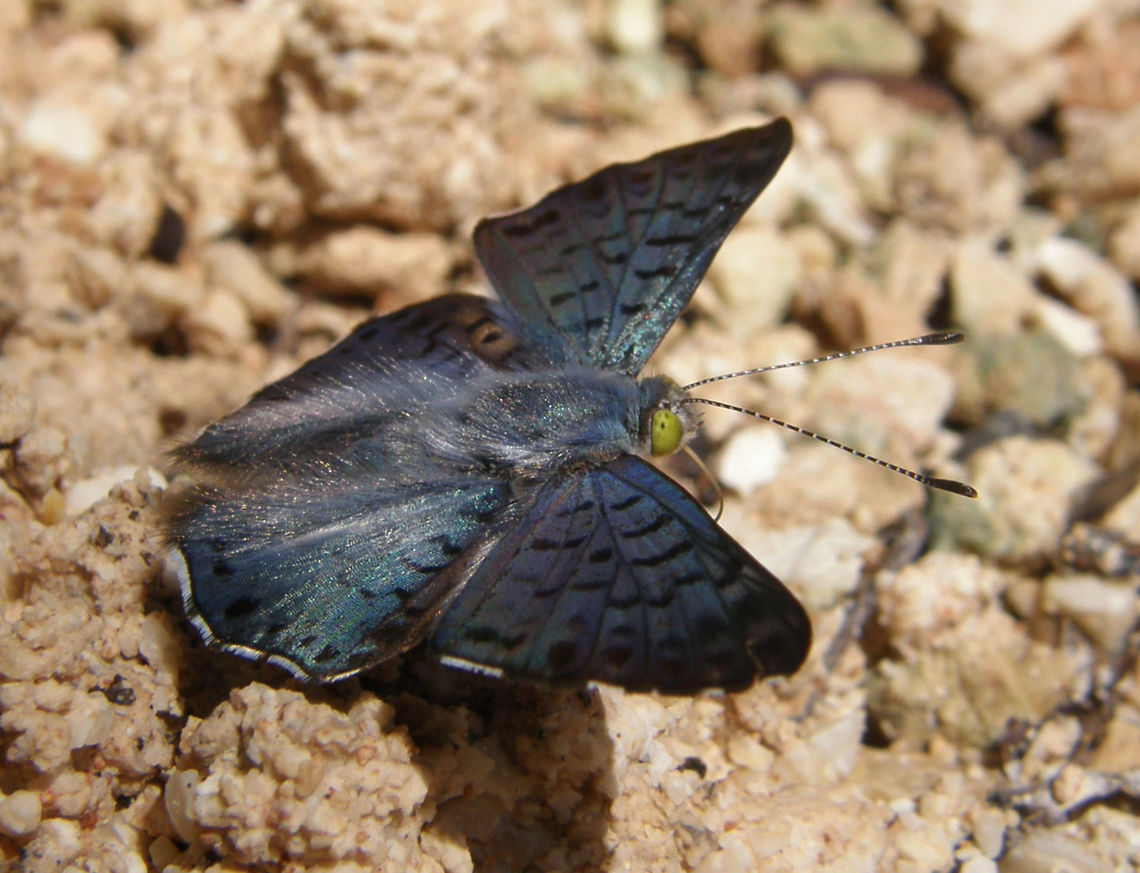 Blue Metalmark Seen in Chichen Itza, Yucatan, Mexico (2011).<br />
The top of the wings is metallic blue while the undersides are checkerspotted and grayish-brown. The wingspan is 2.2 to 3.2 cm (0.87 to 1.3 in). Caterpillars feed on Albizia species.<br />
Habitat: Is a species of butterfly in the family Riodinidae that is native to North America. It ranges from the Lower Rio Grande Valley of Texas in the United States south to Honduras and inhabits subtropical forests, forest edges, and agricultural areas.      Blue Metalmark,Geotagged,Lasaia sula,Mexico,Summer