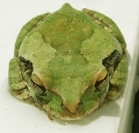 Common Mexican tree frog - Smilisca baudinii In our hotel swimming pool area, close to cenote Ik Kil.  Common Mexican tree frog,Geotagged,Mexico,Smilisca baudinii,Summer