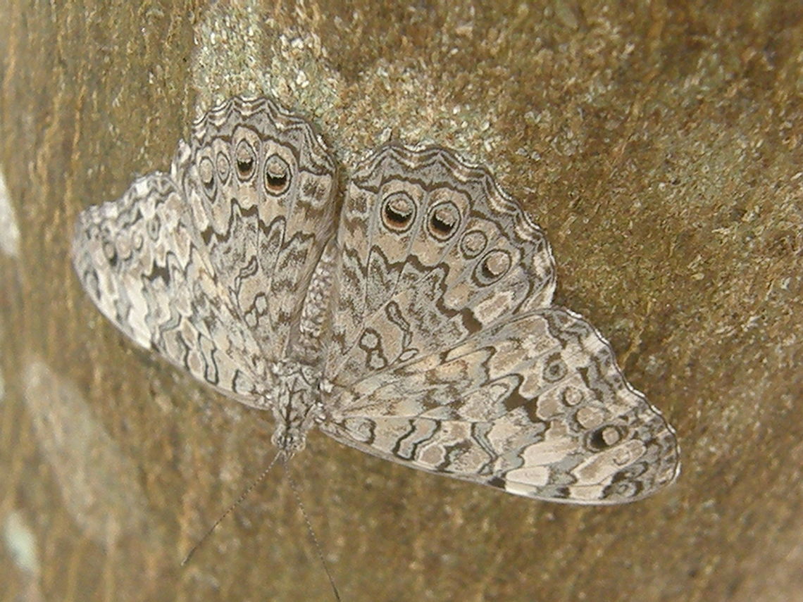 Gray Cracker Chichen Itza (2011).<br />
Is a butterfly of the family Nymphalidae. The wingspan is 76&ndash;98 mm. The larvae feed on Euphorbiaceae species. The adults feed on juices from rotting fruit and animal faeces.<br />
Habitat: It is found in Southern North America ranging to Central South America.The butterfly flies year round in the tropical parts of its range and in August in the temperate part of its range. Geotagged,Gray Cracker,Hamadryas februa,Mexico,Summer