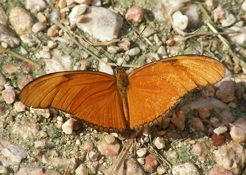 Julia Butterfly Chichen Itza (2011).
Its wingspan ranges from 82 to 92 mm, and it is colored orange (brighter in male specimens) with black markings; this species is somewhat unpalatable to birds and belongs to the "orange" Batesian mimic complex. This butterfly is a fast flier and frequents clearings, paths, and margins of forests and woodlands. It feeds on the nectar of flowers, such as lantanas (Lantana) and Shepherd's-needle (Scandix pecten-veneris), and the tears of caiman, the eye of which the butterfly irritates to produce tears. Its caterpillars feeds on leaves of passion vines including Passiflora affinis and Yellow Passionflower (P. lutea) in Texas. The species is popular in butterfly houses because it is long-lived and active throughout the day.
Habitat: The sole representative of its genus Dryas, it is native from Brazil to southern Texas and Florida, and in summer can sometimes be found as far north as eastern Nebraska. Over 15 subspecies have been described. Dryas iulia,Geotagged,Mexico,Summer