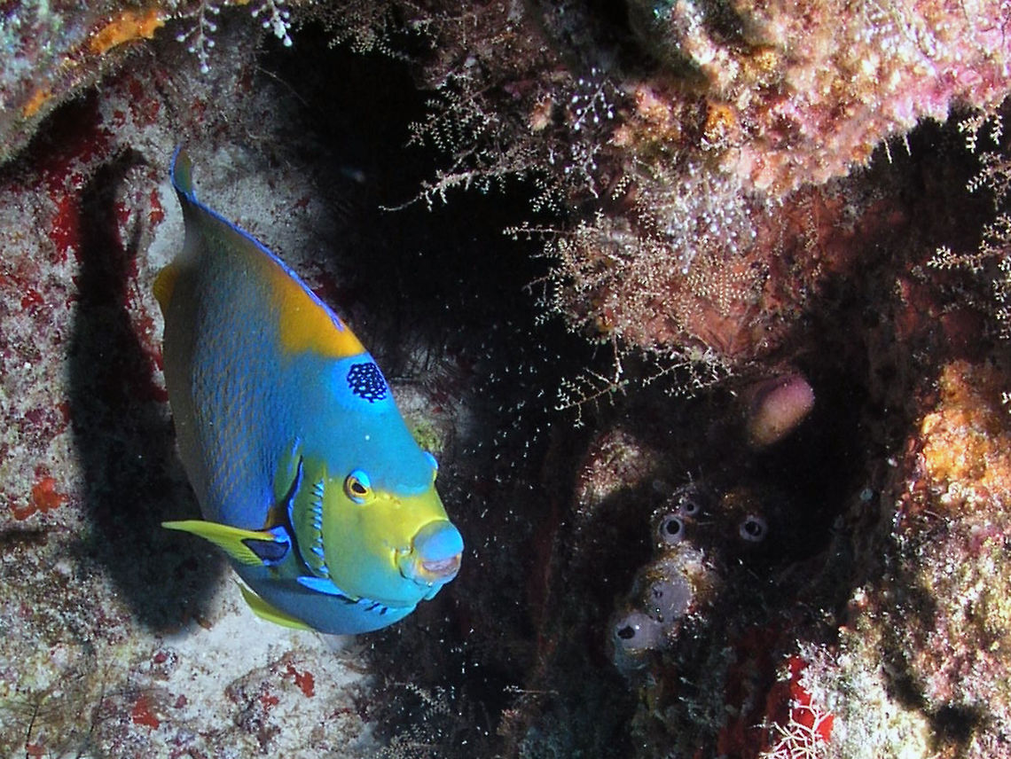 Queen Angelfish Cozumel, 2007.<br />
One of my first scuba pics with a borrowed camera during a trip with the MIT scuba club.<br />
The adult queen angelfish overall body color can be described as blue to blue-green with yellow rims on its scales. Their pectoral and ventral fins are also yellow but their lips and the edges of their dorsal fins and anal fins are dark blue. Queen angelfish are also known to have blue markings around each gill cover. Juveniles have dark blue bodies with yellow lips, gills, and tail and vertical bars ranging in color from light blue to white. The colors of the juvenile fish help them to blend in with the reefs. The queen angelfish may live up to 15 years in the wild and reach up to 45 centimeters (17 inches) in length. Queen angelfish are about three and a half pounds. Geotagged,Holacanthus ciliaris,Mexico,Queen Angelfish,Spring
