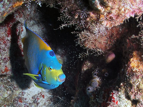 Queen Angelfish Cozumel, 2007.
One of my first scuba pics with a borrowed camera during a trip with the MIT scuba club.
The adult queen angelfish overall body color can be described as blue to blue-green with yellow rims on its scales. Their pectoral and ventral fins are also yellow but their lips and the edges of their dorsal fins and anal fins are dark blue. Queen angelfish are also known to have blue markings around each gill cover. Juveniles have dark blue bodies with yellow lips, gills, and tail and vertical bars ranging in color from light blue to white. The colors of the juvenile fish help them to blend in with the reefs. The queen angelfish may live up to 15 years in the wild and reach up to 45 centimeters (17 inches) in length. Queen angelfish are about three and a half pounds. Geotagged,Holacanthus ciliaris,Mexico,Queen Angelfish,Spring
