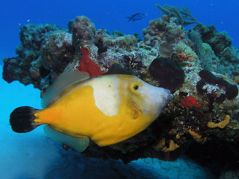 White-Spotted Filefish Cozumel (2007).
The American whitespotted filefish typically has a brown or olive colored body, although it may also be grey. These fish can rapidly change appearance to a high contrast color pattern with a much darker background and many light colored spots. With a maximum length of around 18 inches, they are smaller than the scrawled filefish which is also found in their range. The American whitespotted filefish is often seen in pairs.      Cantherhines macrocerus,Geotagged,Mexico,Spring,Whitespotted Filefish