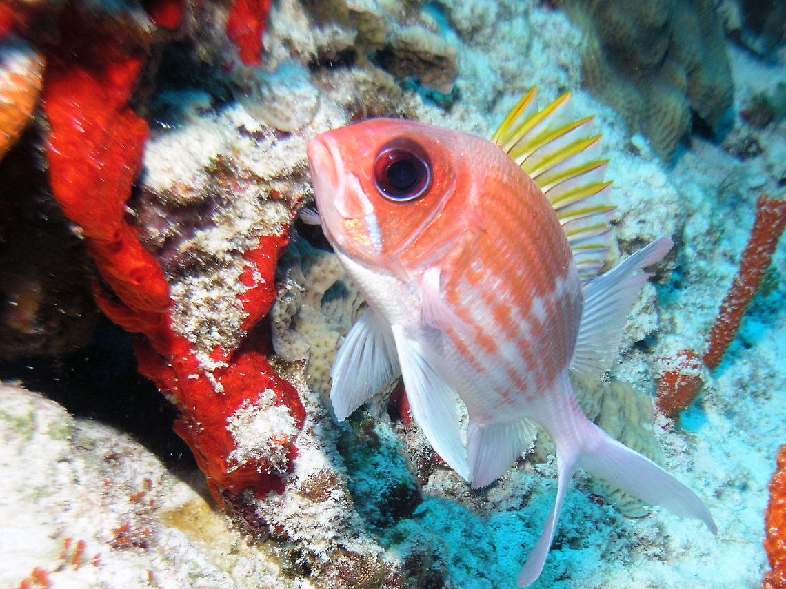 Long spine squirrelfish Cozumel, 2007.<br />
The body of the longspine squirrelfish is silvery red, with orange-gold body stripes. Its eyes are very large, which is characteristic of all squirrelfish. The rear dorsal fin is pronounced and sticks up. The anal fin has a strongly elongated third spine, from which this squirrelfish gets its name. Their big eyes helps them see in the dark as they are night hunters in the coral reef. Geotagged,Holocentrus rufus,Mexico,Spring