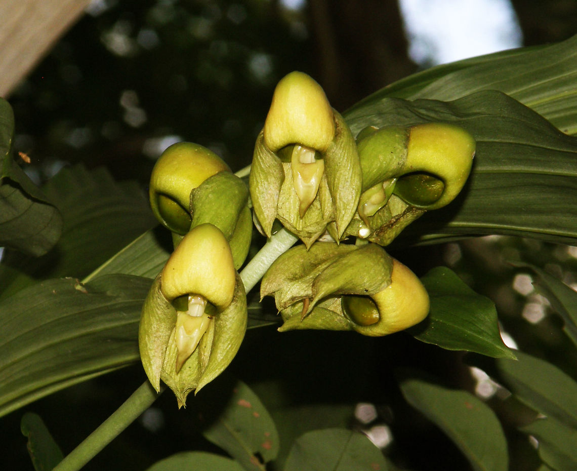 Intact Catasetum Chichen Itza (2011).<br />
Integerrinum is an orchid Catasetum, which can also be found in the jungles of Quintana Roo Mexico (although in this case I have found it farther Northwest of the Yucatan peninsule). Students of the Telesecundaria school have developed a project to save this endangered species of orchid, as some people used to sell this plant and now it has almost disappeared from the Mayan jungle. The genus Catasetum has thick cigar-shaped pseudobulbs, which are grouped together. The leaves are silvery on top and deciduous. The pseudobulbs present spines after the leaves have fallen. These species produce separate and different male and female flowers (which is exceptional in the family Orchidaceae). The male flowers are usually very colorful and sofisticated. The female flowers are usually yellow-green and fairly uniform in appearance (I guess I have a female in the pic then).       Catasetum integerrimum,Geotagged,Intact Catasetum,Mexico,Summer