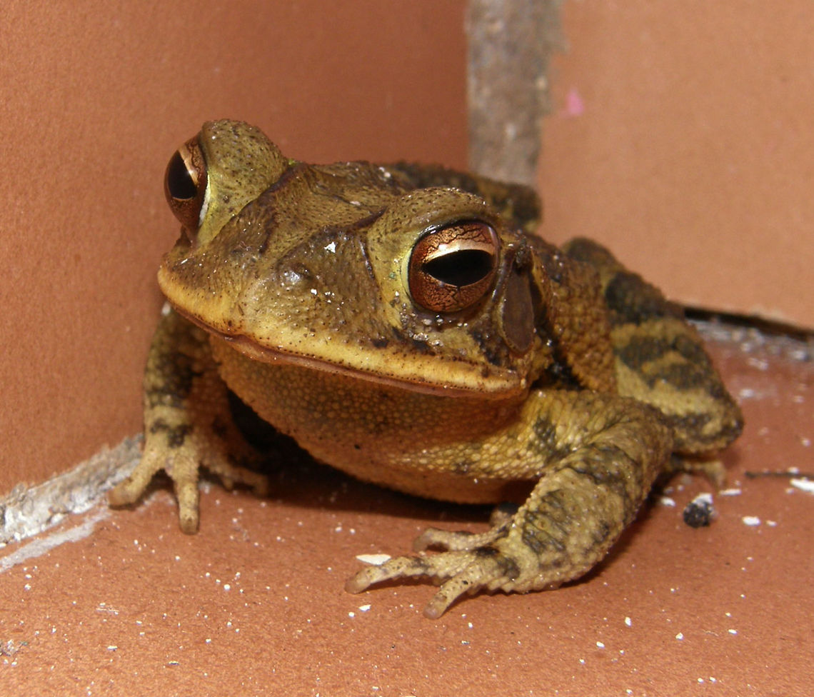 Gulf Coast Toad Chichen Itza, 2011.<br />
Little toad found at the door of my cabin in the hotel near Ik kil and Chichen Itza one night.<br />
Habitat: Tropical forest of Yucatan.    <br />
The Gulf Coast toad is a medium sized toad species, ranging from 5.1 to 10.2 cm (2 to 4 in) in length. Their back varies in color from nearly black, to shades of brown and grey with a distinctive white or yellowish colored stripe down the center, and sometimes lighter colored patches on the sides. Their underside is yellow or cream colored. Their back is covered in small tubercles, while their underside is normally devoid of them. Geotagged,Gulf Coast toad,Incilius valliceps,Mexico,Summer