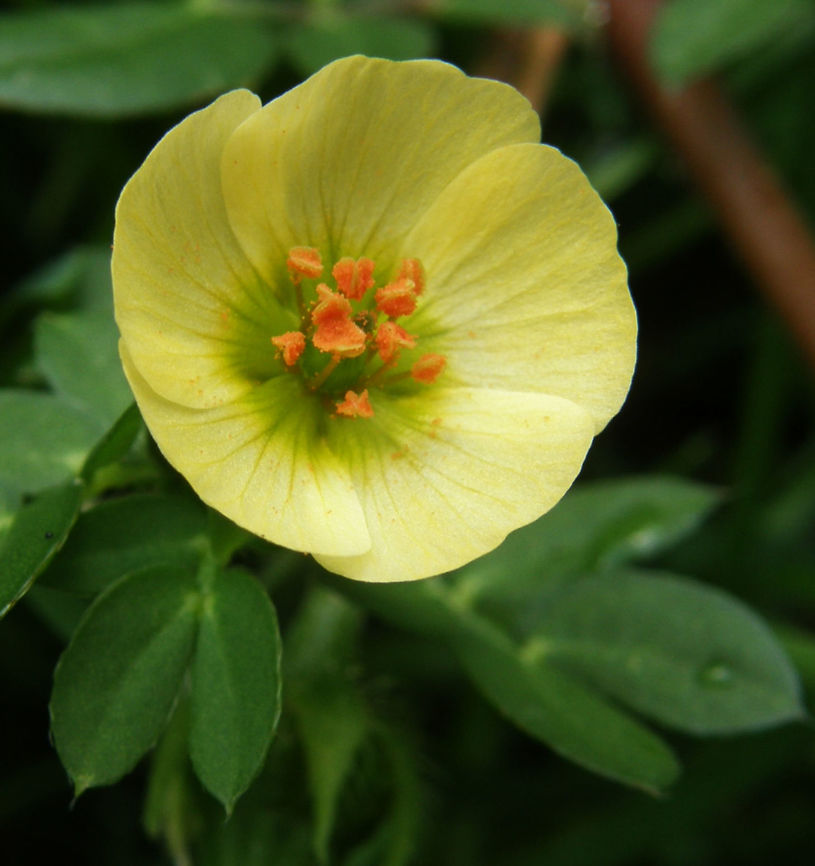 Chicken Flower Little reptating plant common on the sides of paths in Chichen. Shrubs or herbaceous plants are annual, prostrate or erect reaching up to 1 meter high. It has pinnate leaves with narrow stipules. The flowers are yellow or orange. The flowers and fruits are similar to Tribulus. The fruits are divided into 10 one-seeded nuts each.<br />
Habitat: Sides of paths and roads.<a href="http://www.cicy.mx/sitios/flora" rel="nofollow">http://www.cicy.mx/sitios/flora</a> digita... ID has been provided by experts in Yucatan flora Big caltrop,Geotagged,Kallstroemia maxima,Mexico,Summer,kallstroemia maxima