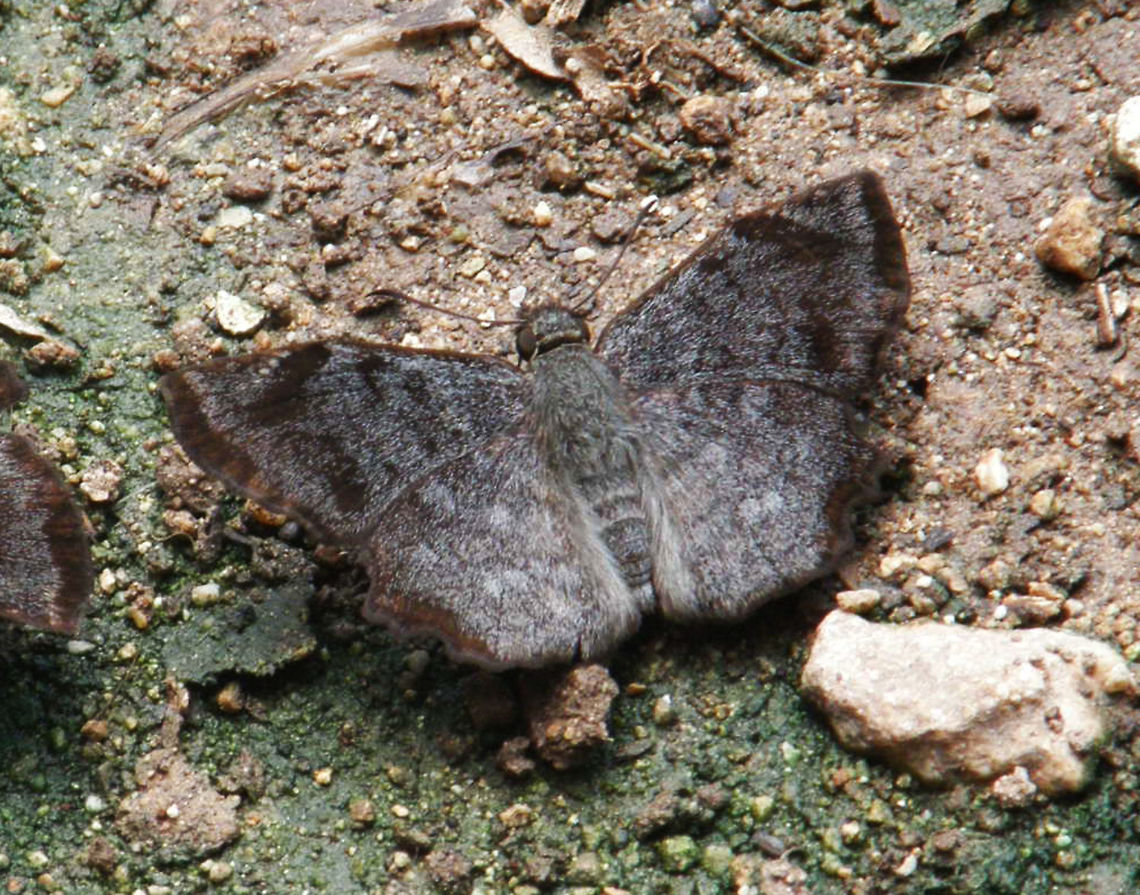 Common Spurwing Chichen Itz, Mexico (2011). Dark brownish and soft hairy color. Around 3-4 cm wingspan.<br />
Habitat: They were found near a puddle of ice cream in the ruins of Chichen Itza          Antigonus erosus,Geotagged,Mexico,Summer