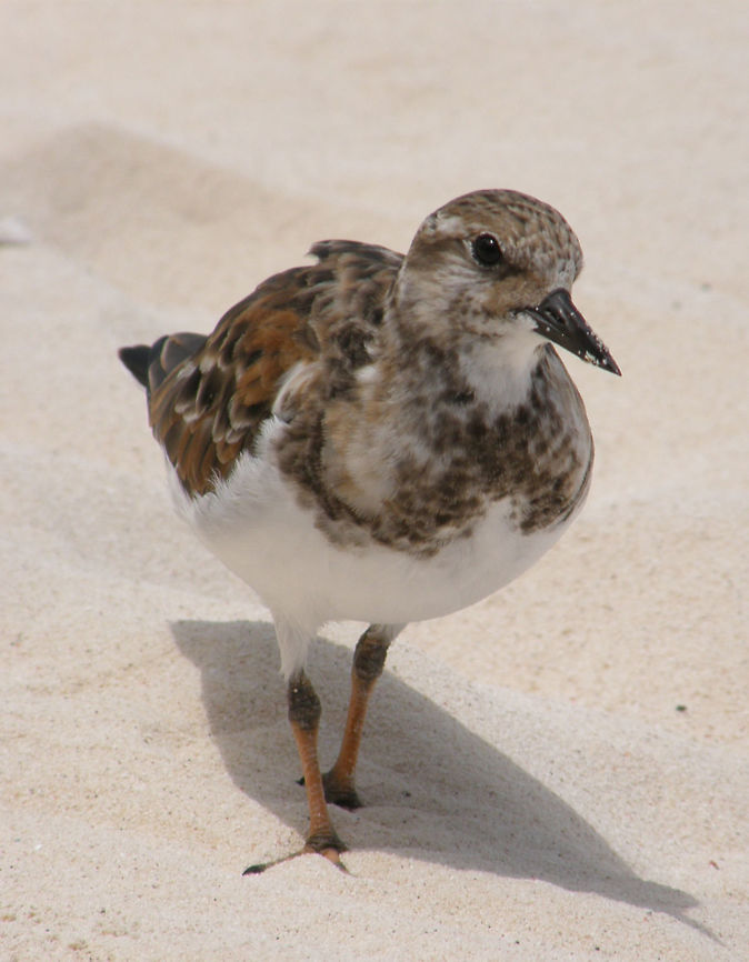 Ruddy turnstone Isla Mujeres, Mexico (201). It is a fairly small and stocky bird, 22&ndash;24 centimetres long with a wingspan of 50&ndash;57 centimetres and a weight of 85&ndash;150 g. The dark, wedge-shaped bill is 2&ndash;2.5 centimetres long and slightly upturned. The legs are fairly short at 3.5 centimetres and are bright orange. At all seasons, the plumage is dominated by a harlequin-like pattern of black and white. Breeding birds have reddish-brown upper parts with black markings. The head is mainly white with black streaks on the crown and a black pattern on the face. The breast is mainly black apart from a white patch on the sides. The rest of the underparts are white. In flight it reveals a white wingbar, white patch near the base of the wing and white lower back, rump and tail with dark bands on the uppertail-coverts and near the tip of the tail. The female is slightly duller than the male and has a browner head with more streaking. Non-breeding adults are duller than breeding birds and have dark grey-brown upperparts with black mottling and a dark head with little white. Juvenile birds have a pale brown head and pale fringes to the upperpart feathers creating a scaly impression.<br />
Habitat: Found in the beaches of Isla Mujeres. It is a highly migratory bird, breeding in northern parts of Eurasia and North America and flying south to winter on coastlines almost worldwide.    Arenaria interpres,Geotagged,Mexico,Ruddy Turnstone,Summer