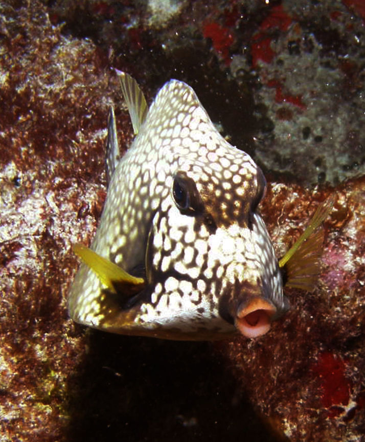 Smooth Trunkfish Isla Mujeres, 2011. <br />
The smooth trunkfish has an angular body sheathed in plate-like scales, growing to a maximum length of 47 cm, though 20 cm is a more normal size. The body is enclosed in a bony carapace and, when viewed from the front, is triangular in shape with a narrow top and wide base. The fish has a pointed snout with protuberant lips encircling a small mouth. The tail is shaped like a brush. The general background colour is dark with a pattern of small white spots, often in hexagonal groups giving a honeycomb-like appearance in the middle area of the body. The tip of the snout and the area round the pectoral fins are dark with few spots and the eyes are black. The fins are usually yellowish with a dark base and tips. They have only soft rays with no spines.<br />
<br />
The juveniles have dark coloured bodies covered in large yellow spots. As they get older, they develop a pale area where the honeycomb markings will later appear. Geotagged,Lactophrys triqueter,Mexico,Smooth trunkfish,Summer