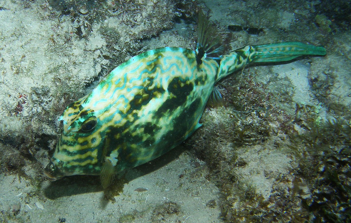 Scrawled Cowfish Isla Mujeres (2011). This fish is closely related to boxfish and trunkfish. Overall it is coloured blue-green to yellow cast. However, it may darken, pale and change color. Significantly it has two sharp spines in front of anal fin.<br />
Habitat: They range in size from 8-15 inches, with a maximum length of 18 inches, and can be found at depths between 6 and 80 feet. The scrawled cowfish lives in a wide range of habitats including grass beds. However it is wary. If disturbed it may remain motionless apparently relying on camouflage.<br />
Notes: Seen in a night dive        Acanthostracion quadricornis,Geotagged,Mexico,Scrawled Cowfish,Summer