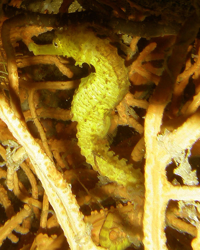 Yellow sea horse Seen in Phi Phi Islands (Koh Phi Phi Don) in Thailand (2008).<br />
The body is quite large, elongated and has no spines, all bumps are rounded. The head is relatively large compared to the body. The snout is short and thick. The coronet is small and rises towards the rear, it can also sometimes have more or less long filaments. Some adults have a black line running through the dorsal fin in the direction of its width. The body coloration is often dark with a grainy texture but can also be yellow, cream or redish with blotches and numerous small dark spots.     Fall,Geotagged,Hippocampus kuda,Thailand