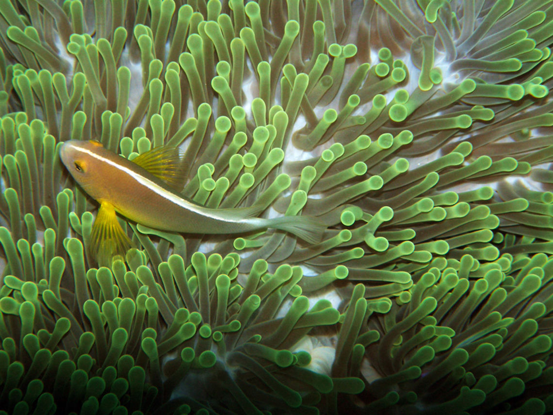 Nosestripe Anemonefish Seen in Koh Phi Phi Don, Thailand (2008).<br />
Is a type of clown fish with only one dorsal white line. The skunk clownfish is identified by a light orange color, with a single, narrow, white stripe running from the mouth to the caudal peduncle, and can grow as large as 11 cm in length. Like other anemonefish, the skunk clownfish is a protandrous hemaphrodite, and maintains a hierarchy within the host anemone that consists of a mating pair, of which the female is the largest, and non-mating males which get progressively smaller in size.<br />
Common in the anemones in the Gulf of thailand    Amphiprion akallopisos,Fall,Geotagged,Thailand