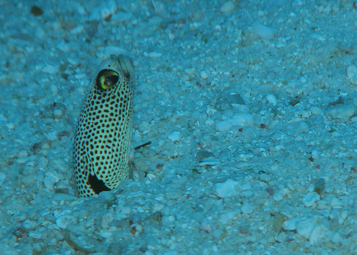 Garden Eel Seen in Similan Islands in Thailand (2008). They live in holes they make in sandy bottoms of the sea. At first they look like Posidonia algae in the far distance. Then, when you get close you realize they are in fact little eels! You have to approach very slowly because they will see you and hide in miliseconds. With this one I was very lucky :-)<br />
Habitat: Sandy floors of the oceans.  Fall,Geotagged,Heteroconger hassi,Spotted garden eel,Thailand
