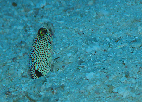 Garden Eel Seen in Similan Islands in Thailand (2008). They live in holes they make in sandy bottoms of the sea. At first they look like Posidonia algae in the far distance. Then, when you get close you realize they are in fact little eels! You have to approach very slowly because they will see you and hide in miliseconds. With this one I was very lucky :-)
Habitat: Sandy floors of the oceans.  Fall,Geotagged,Heteroconger hassi,Spotted garden eel,Thailand