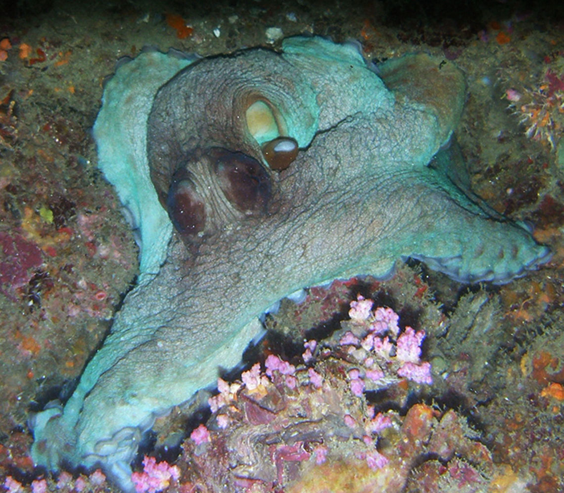 Big Blue Octopus It was quite a big octopus we found while diving in the walls of Phi Phi Lei, Thailand (2008). <br />
Habitat: Crevices in the walls of the reef. Big Blue Octopus,Fall,Geotagged,Octopus cyanea,Thailand