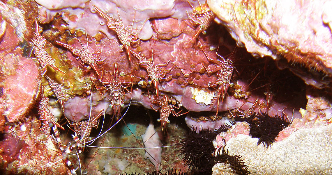 Hingebeak Prawn Seen in Koh Phi Phi, Thailand (2008). Gregarious prawns of vivid red and white pattern. Can be found in large groups in walls and crevices of the coral reef.<br />
Habitat: Crevices, walls. Andaman Sea. Fall,Geotagged,Rhynchocinetes durbanensis,Thailand