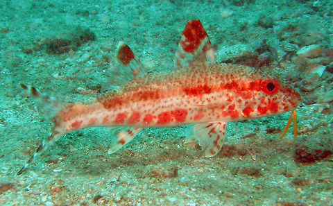 Freckled Goatfish (Upeneus tragula) Seen in the area of Sihanoukville, Cambodia (2011). These goatfishes can reach 30 cm long. They are whitish or tan with heavy motling of brown blotches and spots. They have a yellow to brown stripe from snout to tail and black bands on tail. Interestingly they turn to a red coloration when they are being cleaned or sleeping at night. It was an evening dive so it is most likely the second, as I did not see cleaning shrimps or fishes near it. Cambodia,Freckled Goatfish,Geotagged,Upeneus parvus,Upeneus tragula,Winter,freckled Goatfish