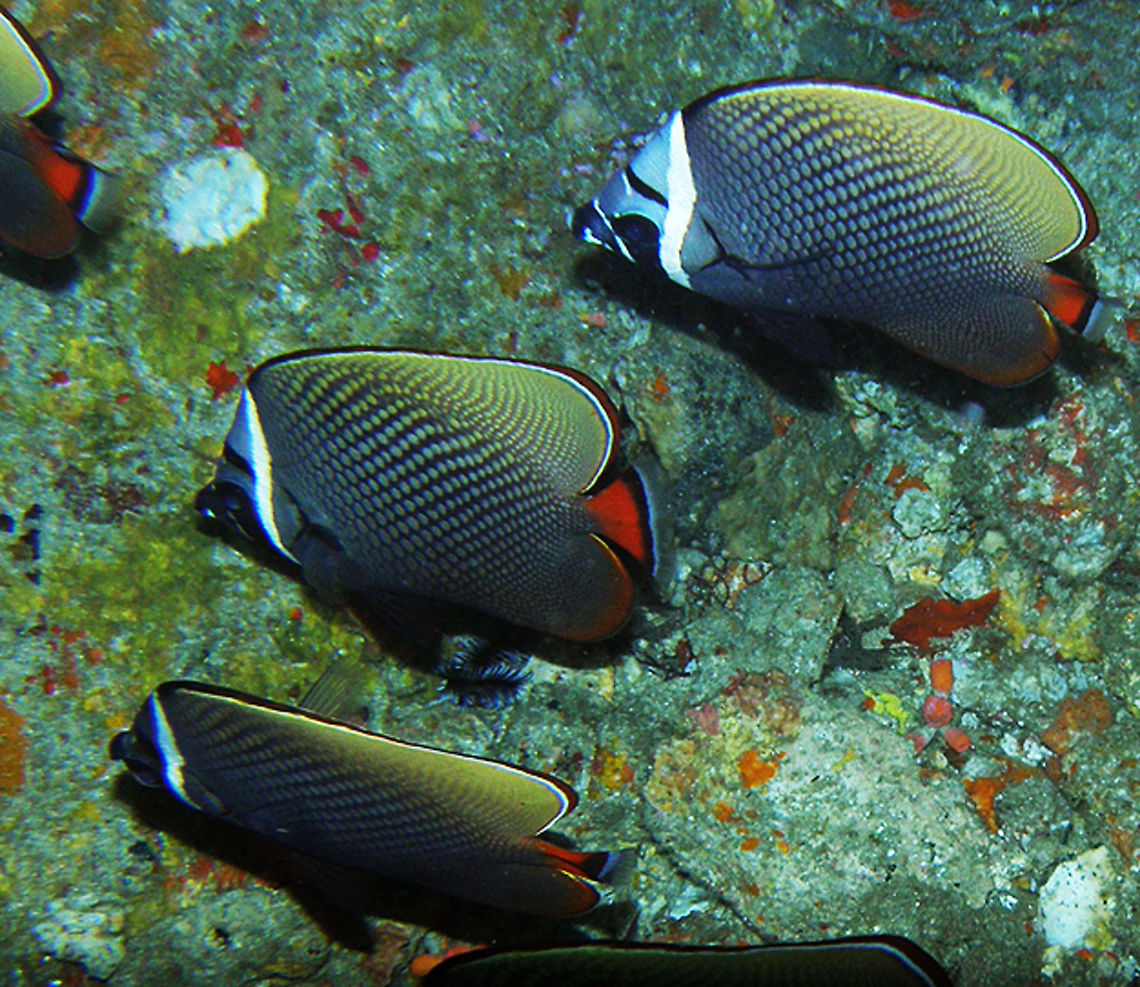 Collared (Red-tail) butterflyfish Similan Islands, Dep Six dive site, Thailand (2008). Pearly grey scales, red caudal peduncle, yellowish dorsal fin. Black face with white stripes.<br />
Habitat: Coral reef.       Chaetodon collare,Fall,Geotagged,Red-tailed butterflyfish,Thailand