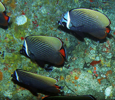 Red-tailed butterflyfish