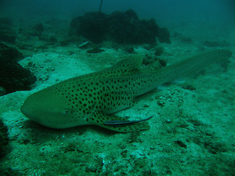 Zebra Shark Maya's Corner in Phi Phi Lei, Thiland (2008). It is a nurse shark of tan color with dark spots.
Habitat: Coral reef. It has a remora fish in its left fin. Fall,Geotagged,Stegostoma fasciatum,Thailand,Zebra shark
