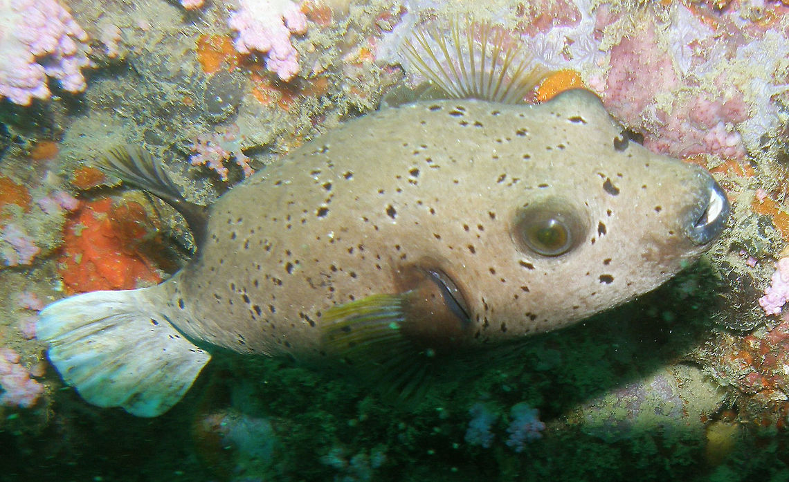 Immaculate Pufferfish Koh Phi Phi Lei, Thailand (2008). Seen in a coral reef wall in Grows to 28 cm long. Brown gradating to white underside. Large yellowish brown spot around pectoral fin base that may be edged in black.   Arothron immaculatus,Arothron nigropunctatus,Blackspotted puffer,Fall,Geotagged,Thailand