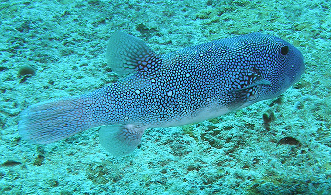 Blue-Spotted Pufferfish Anita&#039;s Reef, Similan Islands, Thailand (2008).<br />
This fish can be up to half meter long and multiply its size up to three times by inflation. It has numerous blue and white spots over brown skin.<br />
Habitat: Coral reefs. It feeds on crustaceans, sponges, corals and algae. Arothron caeruleopunctatus,Fall,Geotagged,Thailand