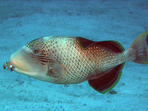 Yellow margin triggerfish Seen in Anita's Reef, Similan Islands, Thailand (2008).
Usually compressed body. Pelvic fins fused to one spine. First dorsal spine with locking mechanism . With 12 principal rays in caudal fin. 18 vertebrae . Upper jaw non-protrusible. Upper jaw usually with four teeth in outer and three in the inner series on each premaxillary . Capable of rotating eyeballs independently. Triggerfish normally swim by undulating their second dorsal and anal fins, but will use their tail for rapid bursts. Most triggerfishes are solitary diurnal carnivores , feeding on a wide variety of invertebrates including hard-shelled mollusks and echinoderms ; some also feed on algae or zooplankton . They lay demersal eggs in a nest which is aggressively guarded by the female, less often by the male.  Fall,Geotagged,Pseudobalistes flavimarginatus,Thailand,Yellowmargin triggerfish