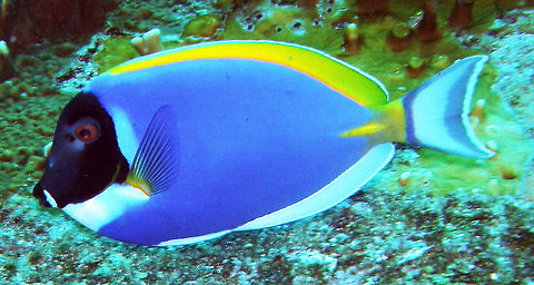 Powder blue surgeonfish Deep Six dive site in Similan's, Thailand (2008).
The powder blue tang is light blue with yellow and white highlighted fins. Its face is a uniform black with a white outline. The fish does not undergo color changes as it matures, as some tangs, surgeonfish and unicornfish do. It belongs to the family Acanthuridae, which includes the tangs, unicornfish, and the surgeonfish. In case you are wondering, surgeonfish get their name from the scalpel-like projection located on both sides of their tail. They reach an adult size of about 9-10 inches (23-25 cm).
Habitat: In their natural environment, powder blue surgeonfish are found in shallow waters in the Indian and Pacific Oceans. They are often found along coral reefs where they feed on algae. They are sometimes seen in groups or in pairs. Acanthurus leucosternon,Fall,Geotagged,Thailand