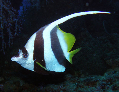 Longfin Bannerfish Seen in Anita's Reef, Similan's, Thailand (2008). Up to 25 cm. A butterflyfish white with a pair of black bands, the second ending behind the tip of the anal fin. Dark rectangle between eyes. Fall,Geotagged,Heniochus acuminatus,Pennant coralfish,Thailand