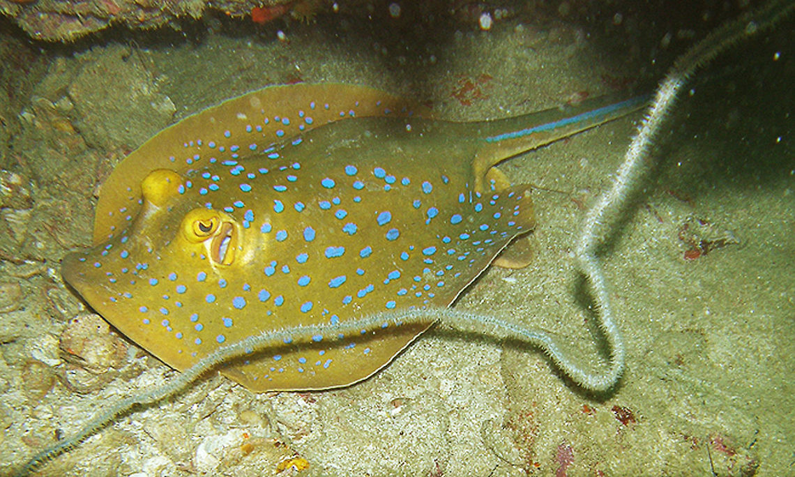 Blue-Spotted Ribbontail Stingray Seen in the White Rock dive site in Koh Tao, Thailand (2008).<br />
The oval-shaped disc body can reach 90 cm. Yellow brown with numerous blue spots. It has two spines in the tail.       Fall,Geotagged,Taeniura lymma,Thailand,bluespotted ribbontail ray