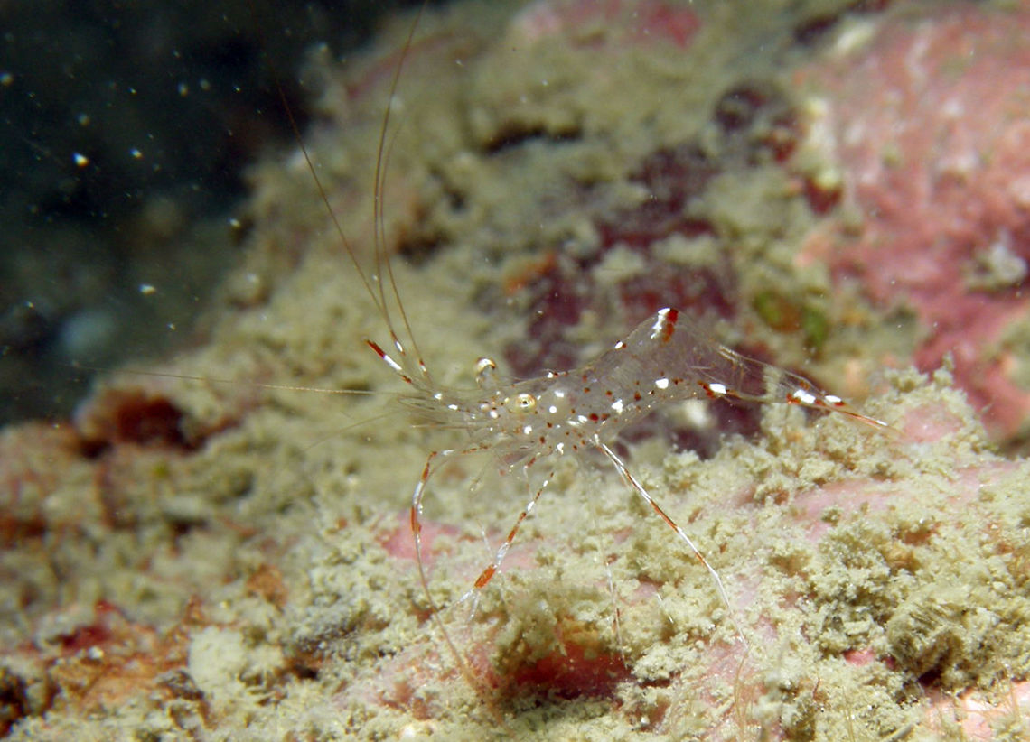 Clear Cleaner Shrimp Seen in the area of Sihanoukville, Cambodia (2011). Up to 3 cm. Clear body with a red and white saddle on the abdominal hump. Long upturned rostrum translucent at base with white and red bands at tip. Red and white banding on claw arms and legs. Act as cleaners floating off perches when a client fish appears. Cambodia,Geotagged,Urocaridella antonbruunii,Winter