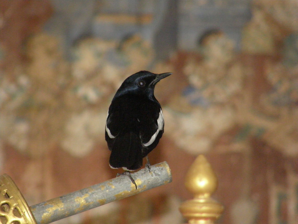 Oriental magpie robin (Male) Seen in the Royal Palace of Phnom Penh, Cambodia (2011). This bird jut flew in and out from the adjacent garden.<br />
It can grow up to 19 cm. The male has black upperparts, head and throat apart from a white shoulder patch. The underparts and the sides of the long tail are white. Females are greyish black above and greyish white. Cambodia,Copsychus saularis,Geotagged,Oriental Magpie-Robin,Winter