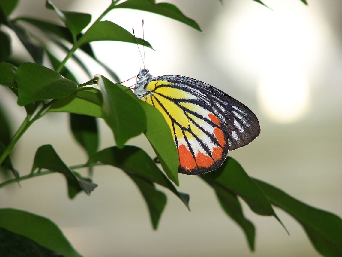 Common jezebel We saw several of these butterflies in the gardens of the Royal Palace in Phnom Penh, Cambodia (2011).<br />
This pic was made by my husband, Mark Bockstael. Cambodia,Common Jezebel,Delias eucharis,Geotagged,Winter,delias