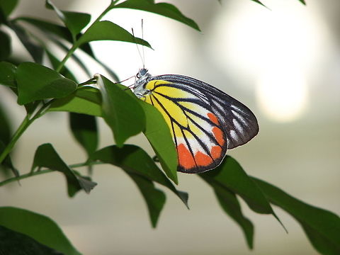 Common jezebel We saw several of these butterflies in the gardens of the Royal Palace in Phnom Penh, Cambodia (2011).
This pic was made by my husband, Mark Bockstael. Cambodia,Common Jezebel,Delias eucharis,Geotagged,Winter,delias