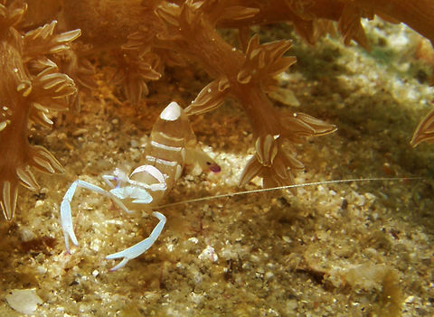 Magnificent Anemone Shrimp Seen in the area of Sihanoukville, Cambodia (2011). Size to 2.5 cm. Translucent with white claw arms curved inward to overlap. White banding, white blotch on abdominal hump. Cleaner. Comensal with anemones. Ancylomenes magnificus,Cambodia,Geotagged,Winter