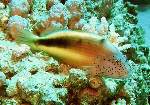 Freckled hawkfish Seen in Sharm-El-Sheikh, Egypt (2009). This fish can be found usually perched on top of some coral or rock, very still. I have seen juveniles in white and red and older specimens with the gold color. It seems that the color varies not only with aging but also among different individuals. The freckled face is very characteristic.
Habitat: Coral reef. Egypt,Geotagged,Paracirrhites forsteri,Spring