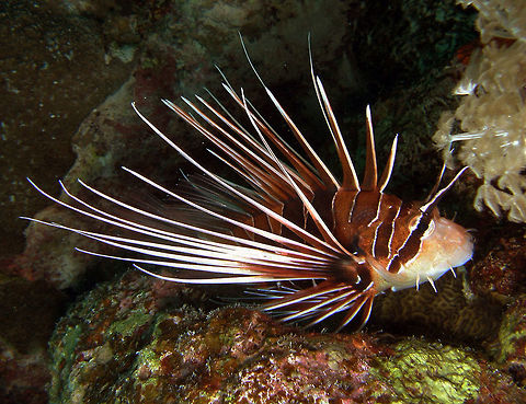 Clearfin Lionfish Seen during a night dive in Hamata, Egypt (2009). Size to 24 cm. Wide brown bars with white lines between. Horizontal band on tail base. Long filamentous pectoral fin rays with connecting translucent tissue only near base.  Clearfin lionfish,Egypt,Fall,Geotagged,Pterois radiata