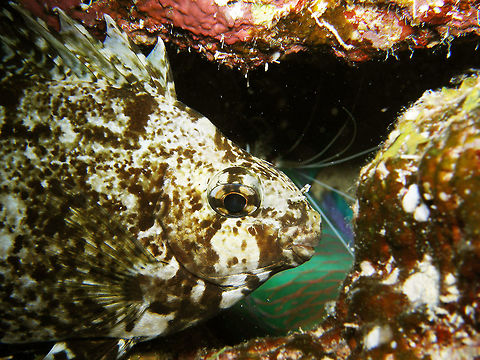 Marbled spinefoot Seen during a night dive in Hamata, Egypt (2009). Fish with spines on its dorsal fin. Pattern in white and brown. As name indicates, it is rather dangerous to touch it or to step on it.
Habitat: Coral reef   Egypt,Fall,Geotagged,Marbled Spinefoot,Siganus rivulatus