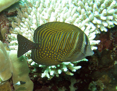 Red Sea sailfin tang Seen in Shaab Claudio dive site in Hamata, Egypt (2009). Zebrasoma desjardinii grows to a maximum length of 40 cm (16 in), with a sexual dimorphism, as males being larger than females. This species shows the typical morphology of the family Acanthuridae. The body is oval or disc-shaped, with erectile and much elevated dorsal and anal fins. The coloration may vary from one individual to another and within the same individual, depending on age. In general, the upper side of the body alternates orange and dark blue vertical bands, with a larger blue band on the eyes, a spotted ventral region and numerous white spots on the head. The dorsal and anal fins have a pattern of horizontal alternate orange and blue bands. The caudal fin shows white spots and lines.       Egypt,Fall,Geotagged,Red Sea sailfin tang,Zebrasoma desjardinii