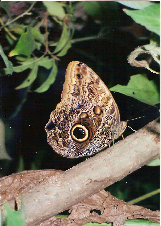 Owl Butterfly Cahuita, Costa Rica (2002).<br />
The owl butterfly is known for it&rsquo;s huge eyespots, which resemble owls&rsquo; eyes. It lives between sea level and 5,250 feet and is occasionally a pest to bananas. Owl butterflies are very large (2.6&ndash;7.9 in) and fly only a few meters at a time, so avian predators have little difficulty in following them to their settling place. However, the butterflies preferentially fly at dusk, when few avian predators are around. Caligo eurilochus,Costa Rica,Forest Giant Owl,Geotagged
