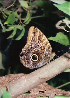 Owl Butterfly Cahuita, Costa Rica (2002).
The owl butterfly is known for it&rsquo;s huge eyespots, which resemble owls&rsquo; eyes. It lives between sea level and 5,250 feet and is occasionally a pest to bananas. Owl butterflies are very large (2.6&ndash;7.9 in) and fly only a few meters at a time, so avian predators have little difficulty in following them to their settling place. However, the butterflies preferentially fly at dusk, when few avian predators are around. Caligo eurilochus,Costa Rica,Forest Giant Owl,Geotagged