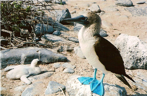 Blue-footed Booby Isla Española, Galapagos, Ecuador (2005).
81 cm long and 1.5 kg. Amazing to see them fish. They bullet rocket toward the water and close their wings only when almost hitting it. Their name of course comes from the color of their feet and because of them being very tame. Blue-footed Booby,Ecuador,Geotagged,Sula nebouxii