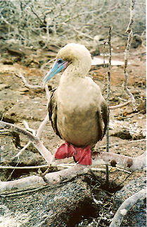 Red-Footed Booby Isla Genovesa, Galapagos, Ecuador (2005).
The name indicates the main difference with other boobies, but you can also see the beak is blue and it has a creamier color compared to their cousins. Ecuador,Geotagged,Red-footed booby,Sula sula